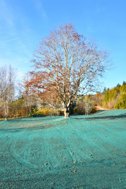 Arborist Spraying