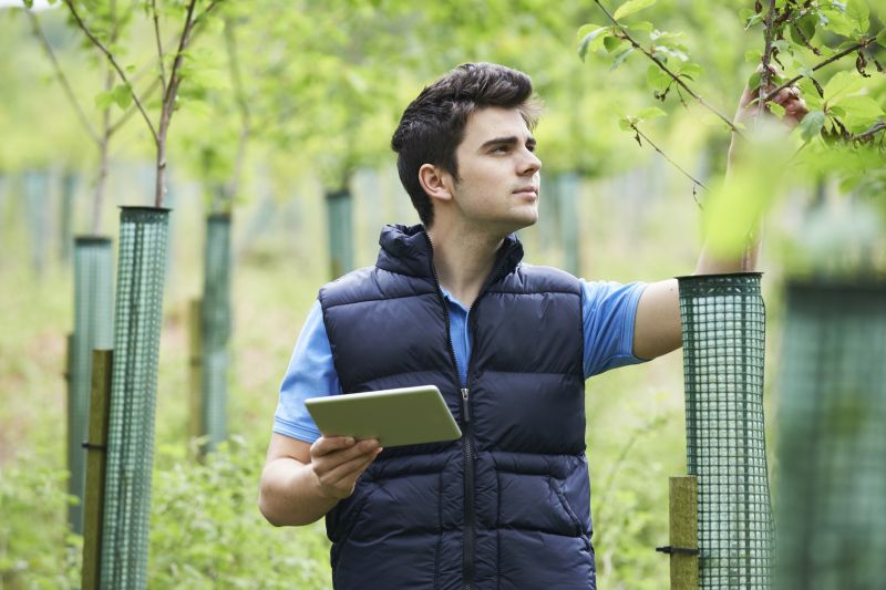 Arborist Tree Service