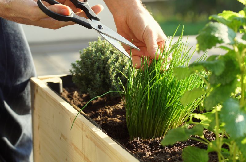 Boxwood Planting