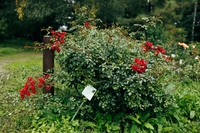 Bush Installation