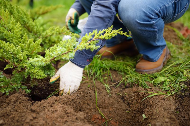 Dogwood Tree Planting