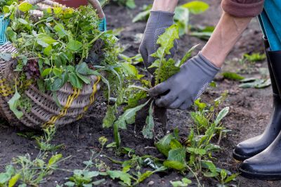 Flower Garden Weeding