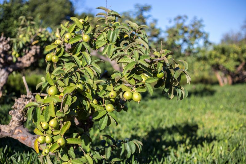 Fruit Tree Planting