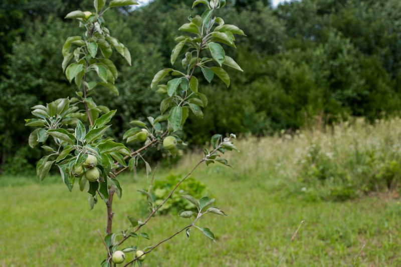 Fruit Tree Planting