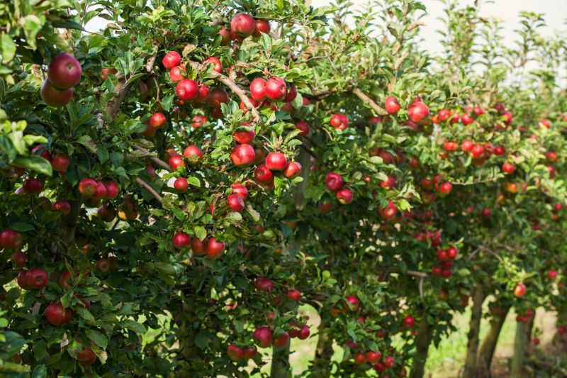 Fruit Tree Planting
