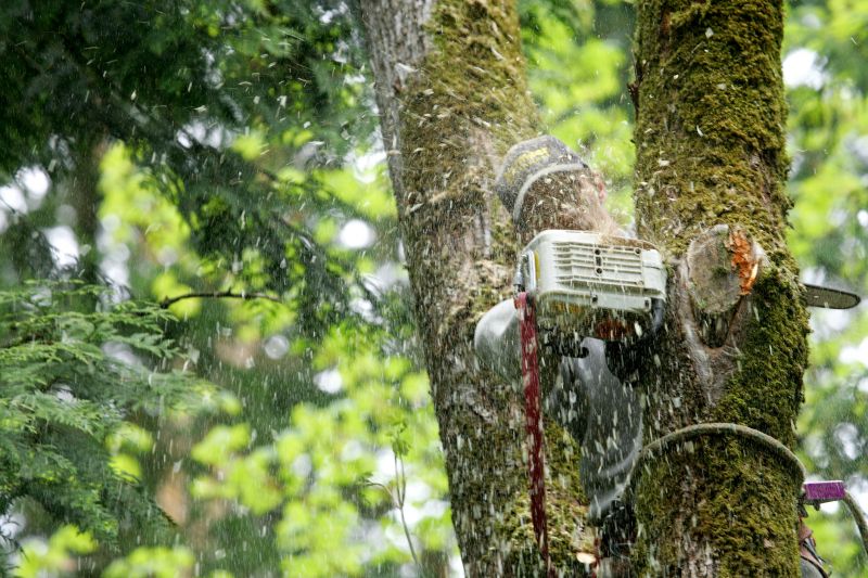 Arborist Tree Service detail