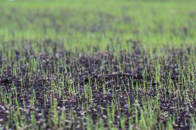 Commercial Landscaping detail