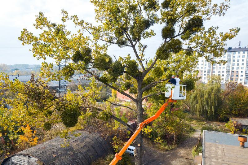 Tree Cabling Service detail