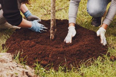Tree Planting Service detail