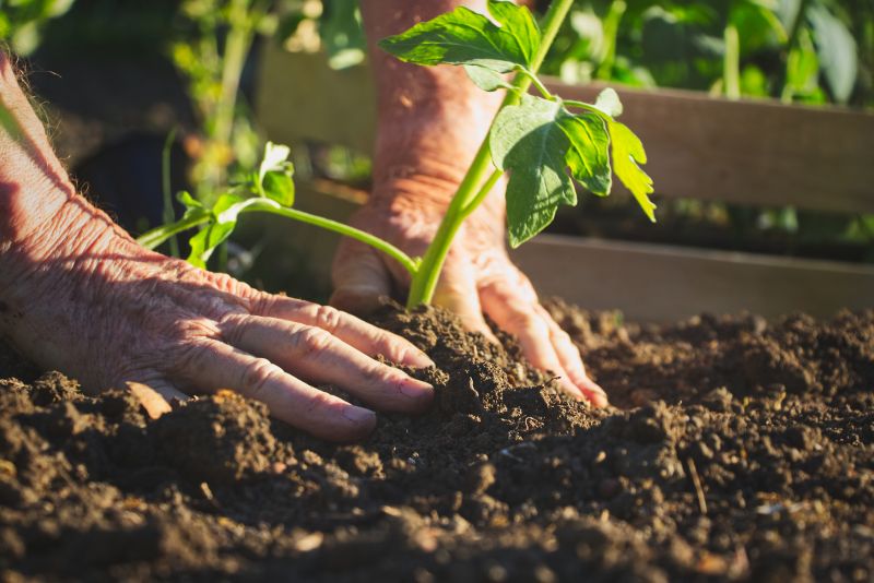 Ground Cover Planting