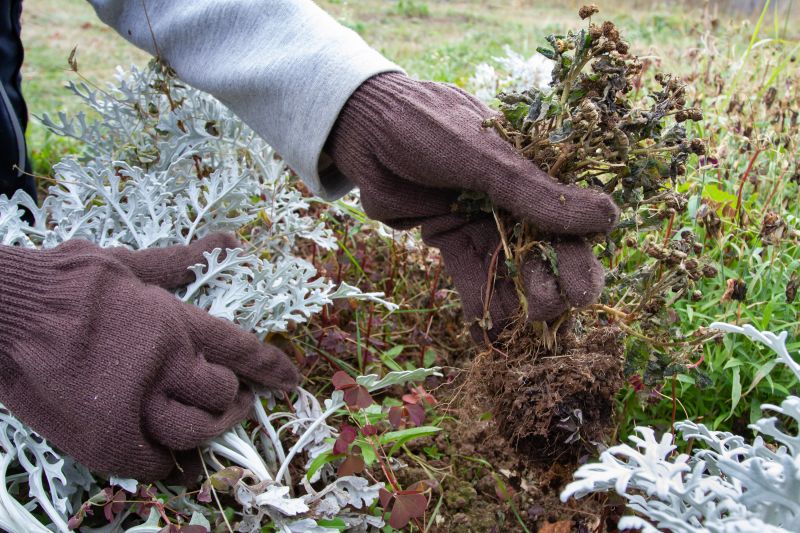 Ground Cover Removal