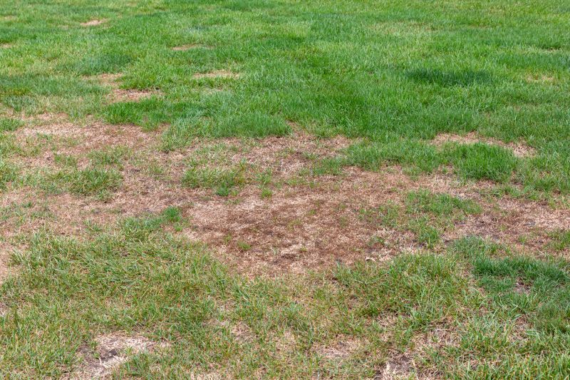 Lawn Patching