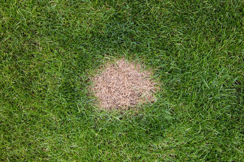 Lawn Repair Service