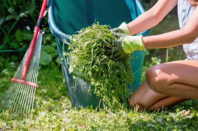 Lawn Weeding