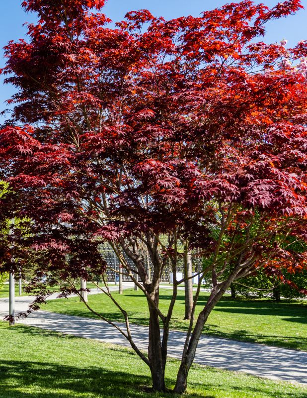 Maple Tree Planting