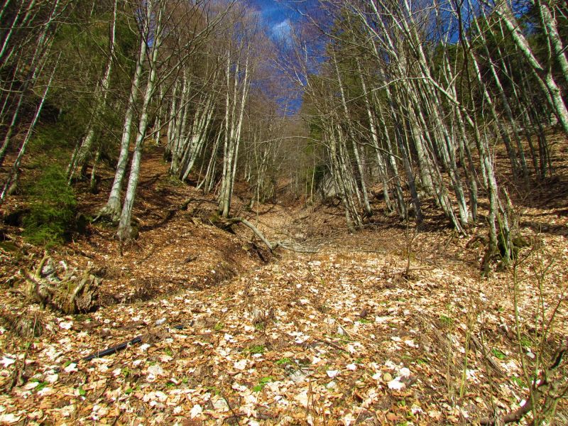 Maple Tree Planting