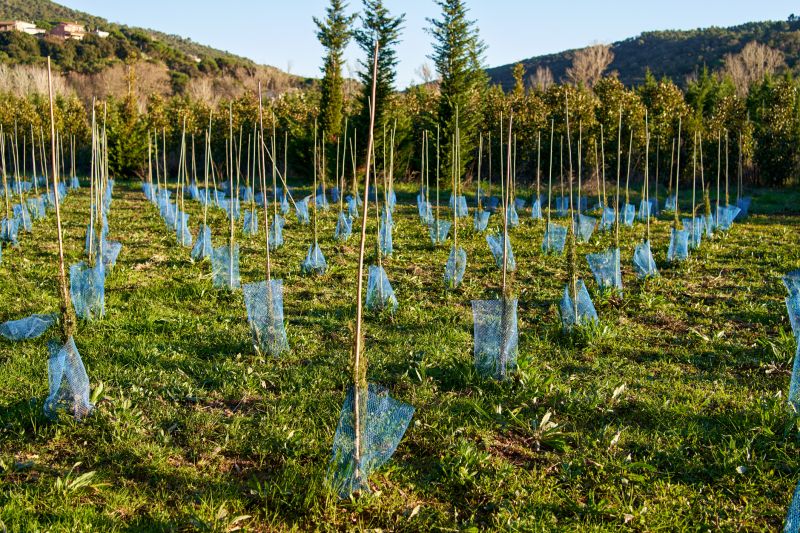 Maple Tree Planting