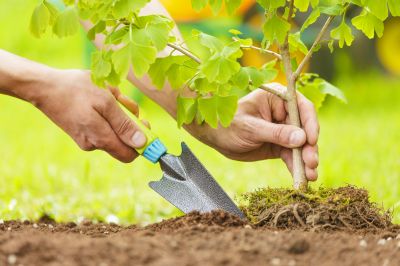 Oak Tree Planting