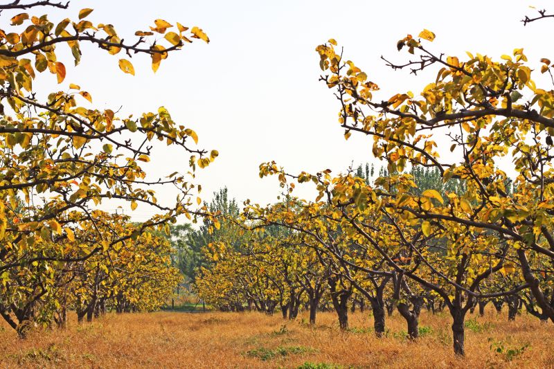 Orchard Planting