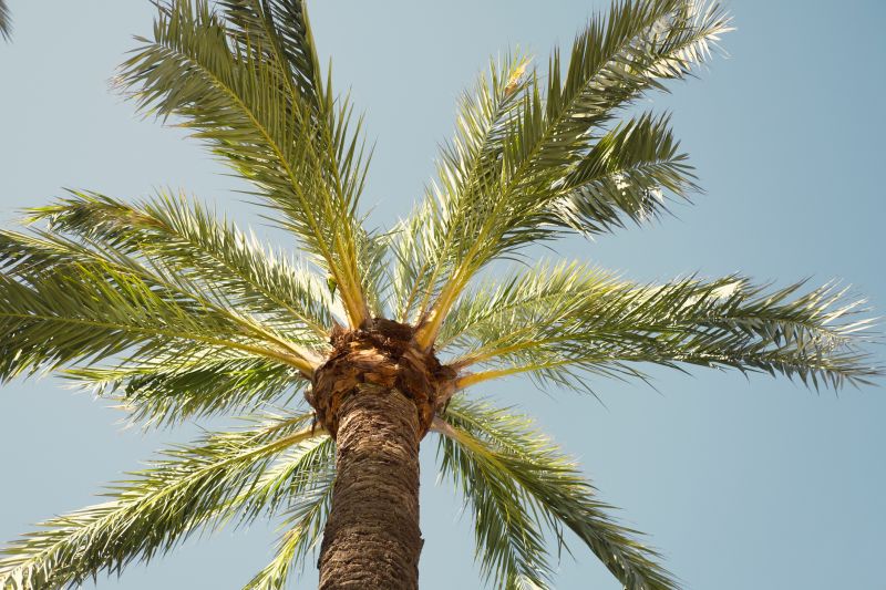 Palm Tree Landscaping