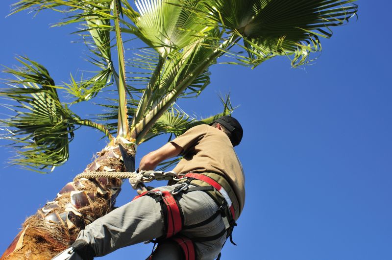 Palm Tree Planting