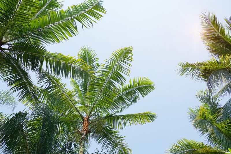 Palm Tree Planting