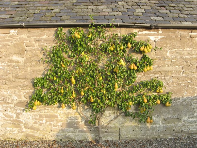 Pear Tree Planting