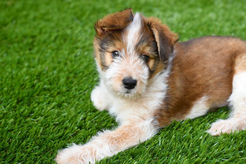 Pet Friendly Turf Installation