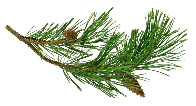 Pine Straw Spreading