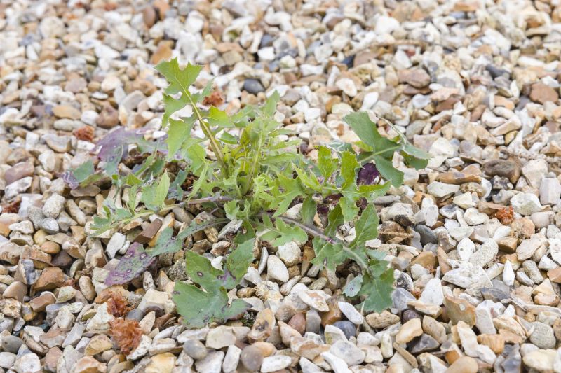 Plant Bed Weeding