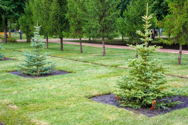 Privacy Hedge Planting
