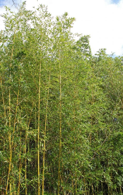 Privacy Hedge Planting