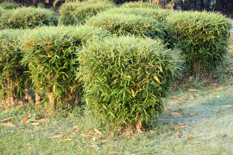 Privacy Hedge Planting