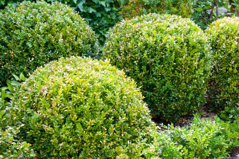 Privacy Shrub Installation