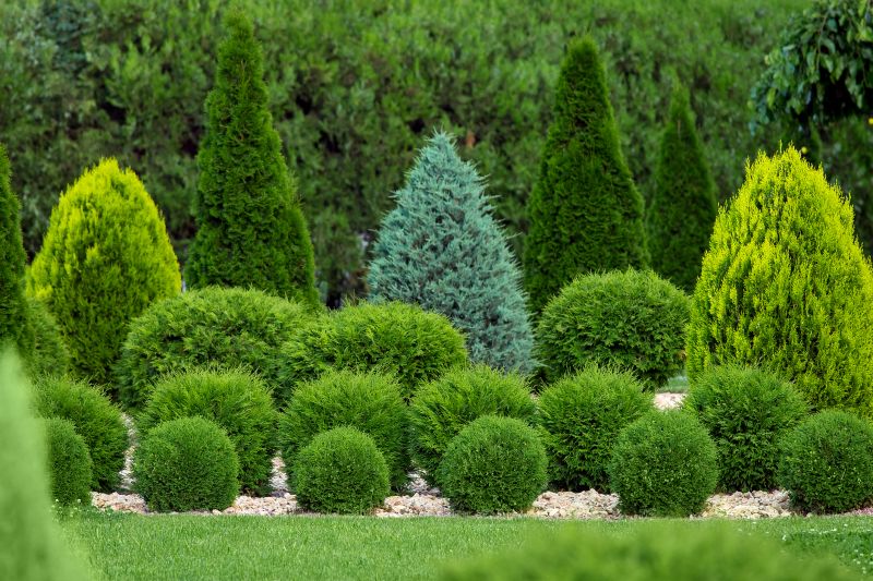 Privacy Shrub Installation