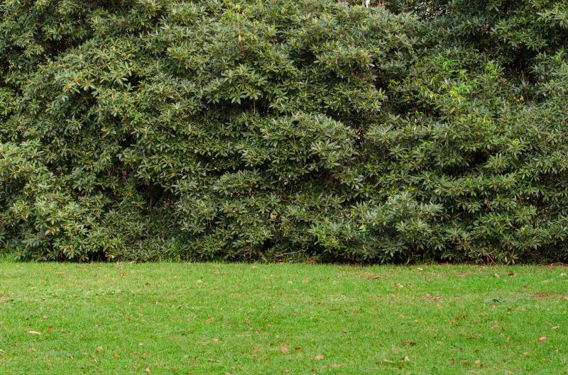 Privacy Shrub Planting