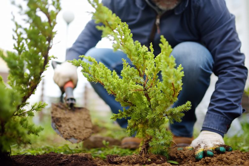 Shrub Landscaping