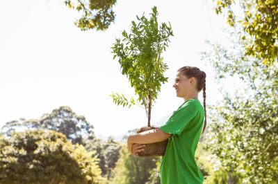 Tree Installation Service