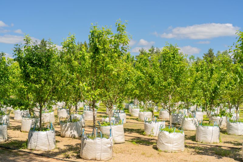 Tree Installation Service