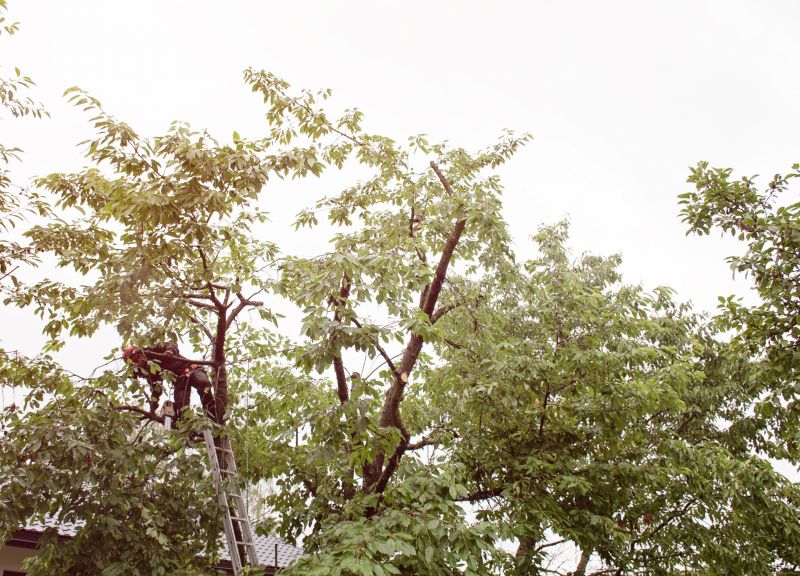 Tree Landscaping