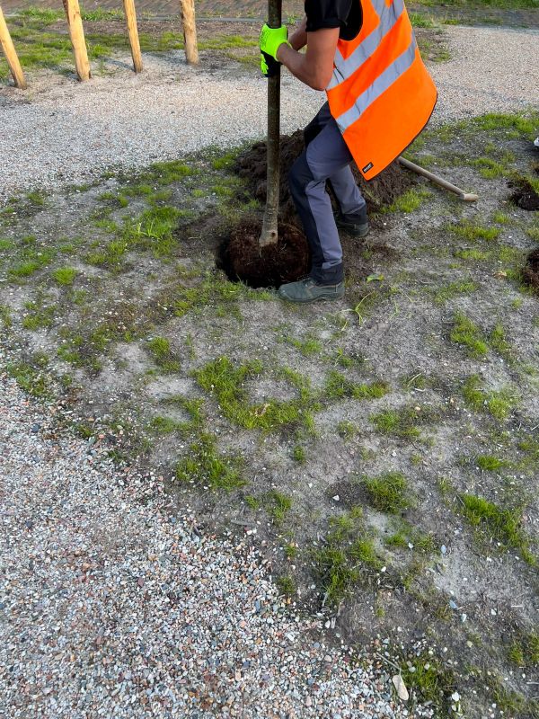 Tree Staking Service