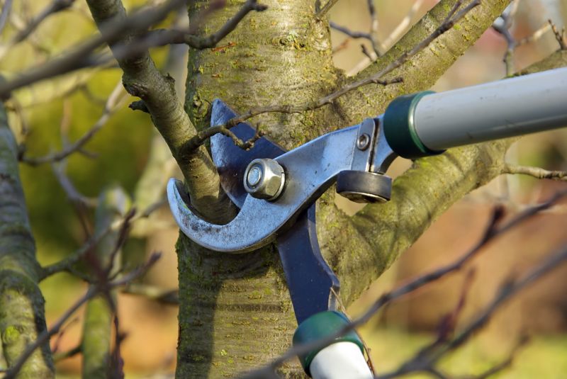 Tree Straightening Service