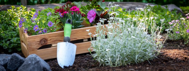 Zinnia Planting