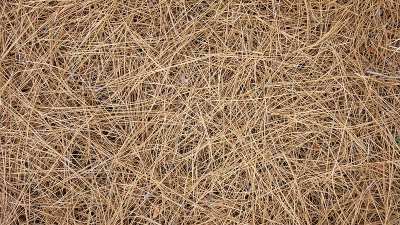 Pine Mulch Spreading