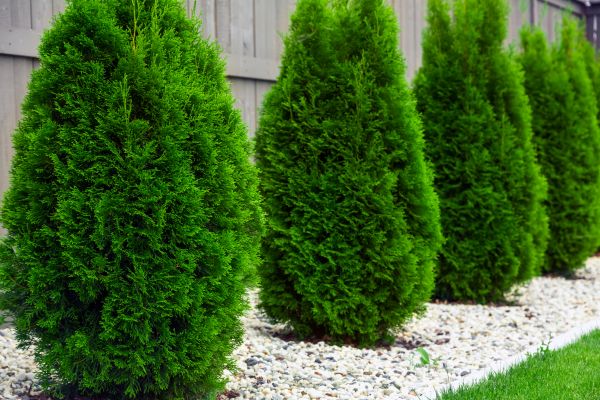 Arborvitae Planting in Eden Prairie