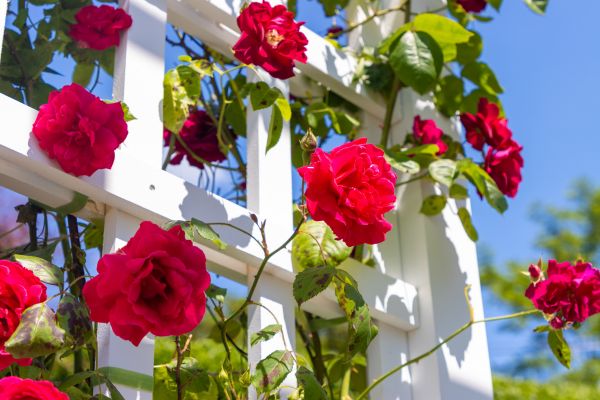 Home Gardening Service in Eden Prairie