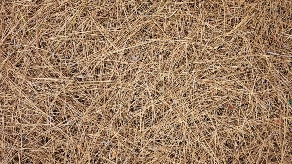 Pine Needles Delivery in Eden Prairie