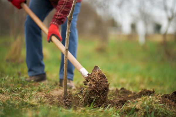 Tree Replacement in Eden Prairie
