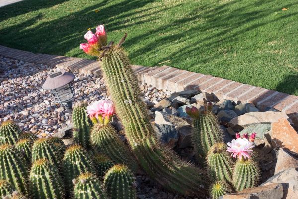 Desert Landscaping in Eden Prairie