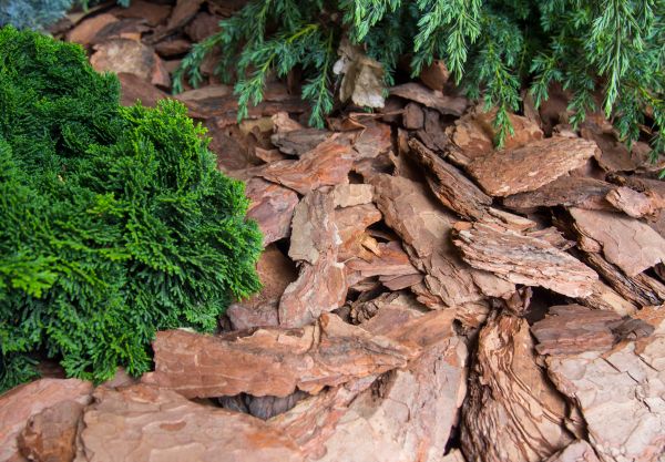 Pine Bark Installation in Eden Prairie